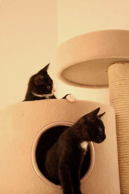 Kratzbaum günstig im Test